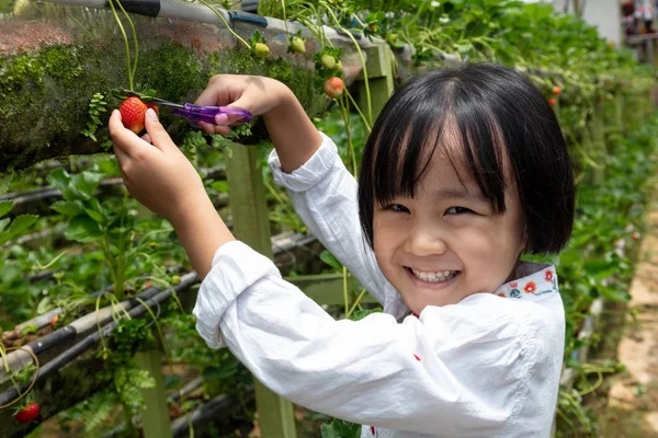 Asiatische kleine chinesische Mädchen pflücken frische Erdbeeren — Stockfoto