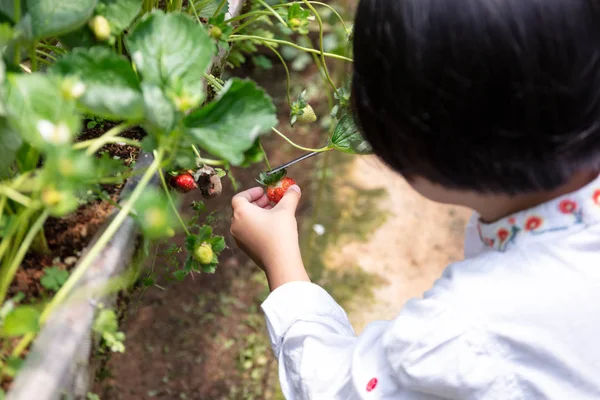 Asiatische kleine chinesische Mädchen pflücken frische Erdbeeren — Stockfoto