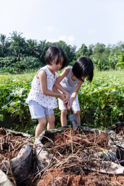 Asya Çinli Little Sisters organik fa mor patates kazma