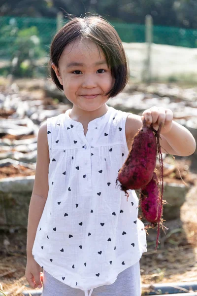 Asya Çinli Little Girl organik çiftlikte mor patates tutan — Stok fotoğraf