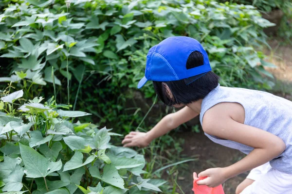 Asiatisch chinesisch klein mädchen spielend bei organic farm — Stockfoto