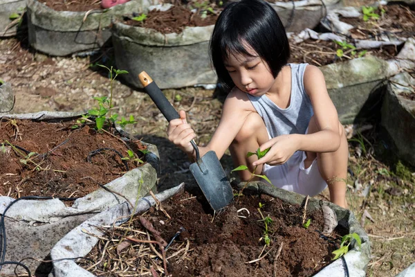Азиатская китайская маленькая девочка копает фиолетовый картофель на органической ферме — стоковое фото