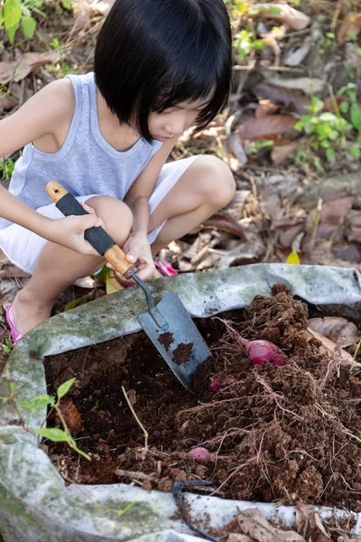 Asian Chinese Little Girl digging purple potato in organic farm — Stock Photo, Image