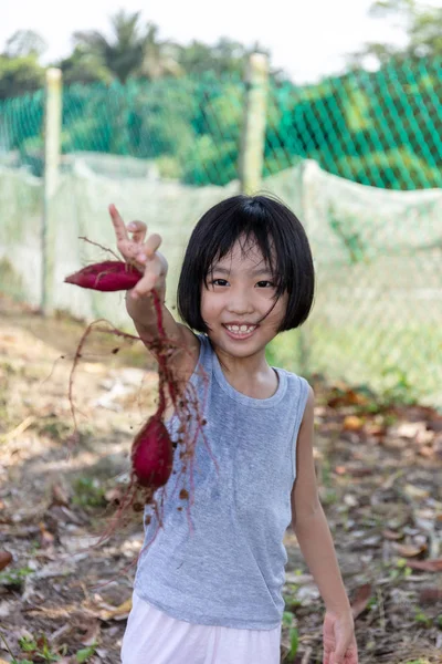 Menina chinesa asiática segurando batata roxa na fazenda orgânica — Fotografia de Stock