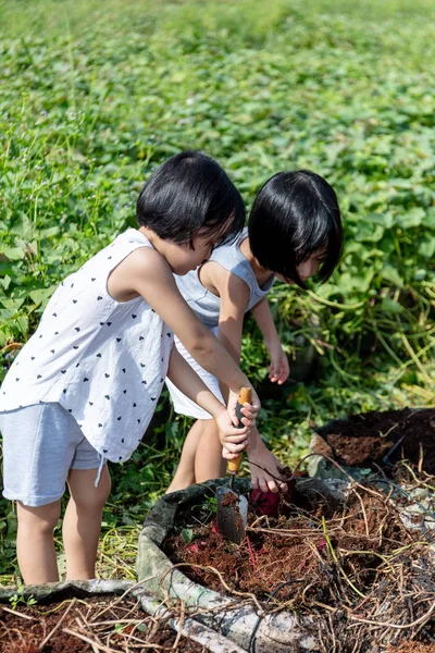 Asian Chinese Little Sisters digging purple potato in organic fa — Stock Photo, Image