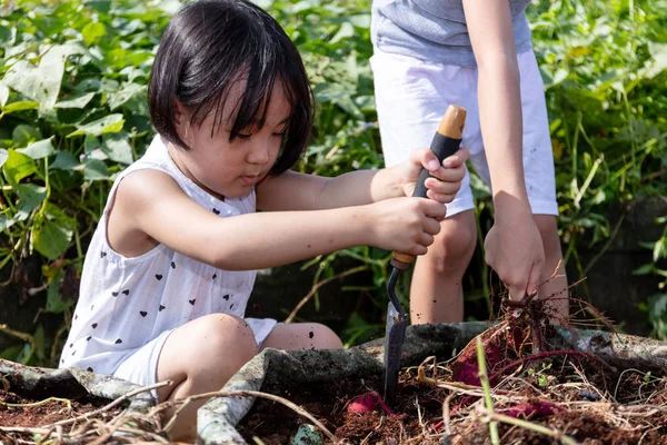 Asiático chino poco hermanas cavando púrpura patatas en orgánica fa — Foto de Stock