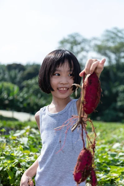 Menina chinesa asiática segurando batata roxa na fazenda orgânica — Fotografia de Stock