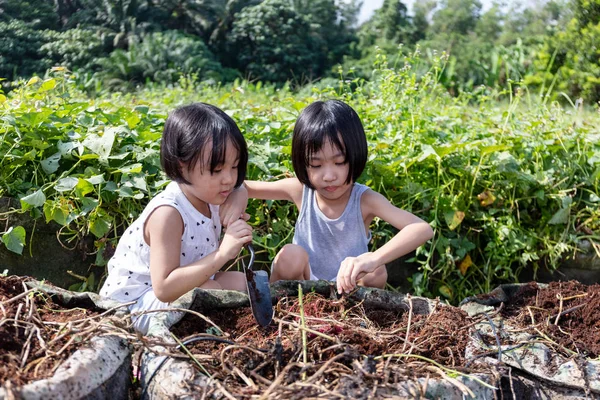 Asiatisch chinesische kleine Schwestern graben lila Kartoffeln in Bio-fa — Stockfoto