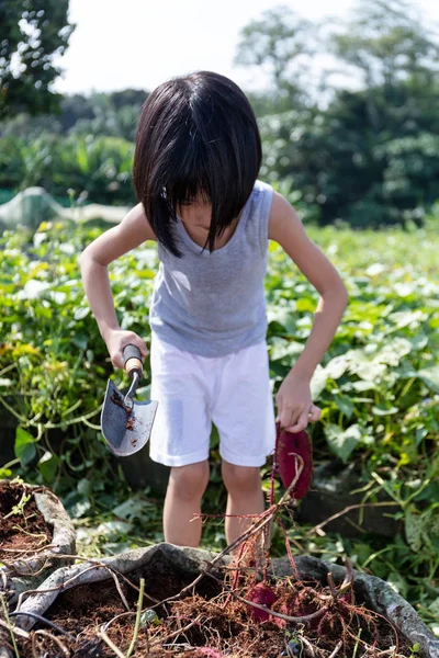 유기농 농장에서 보라색 감자를 파고 아시아 중국 어린 소녀 — 스톡 사진
