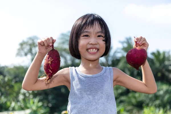 Menina chinesa asiática segurando batata roxa na fazenda orgânica — Fotografia de Stock