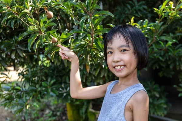 Asya Çinli Küçük Kız organik Sapodilla meyve işaret — Stok fotoğraf