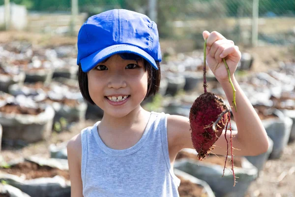 Asiatische chinesische Mädchen mit lila Kartoffeln in Bio-Bauernhof — Stockfoto