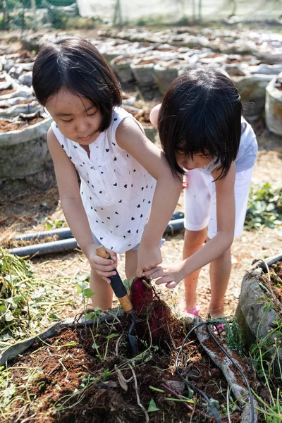 Asiatiska kinesiska små systrar gräva lila potatis i ekologisk FA — Stockfoto