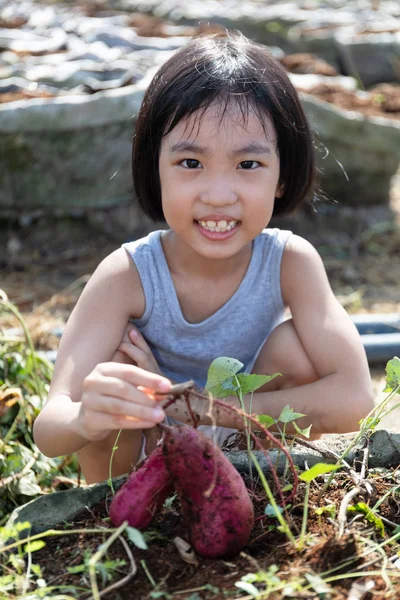Asiatische chinesische Mädchen mit lila Kartoffeln in Bio-Bauernhof — Stockfoto