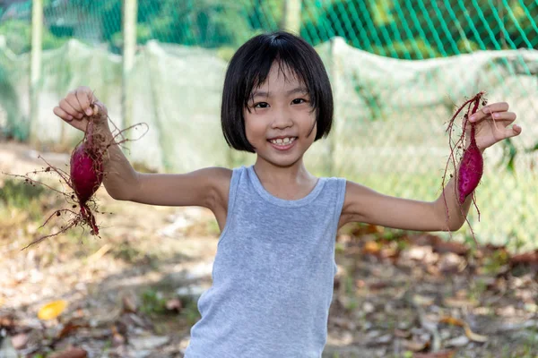 Menina chinesa asiática segurando batata roxa na fazenda orgânica — Fotografia de Stock
