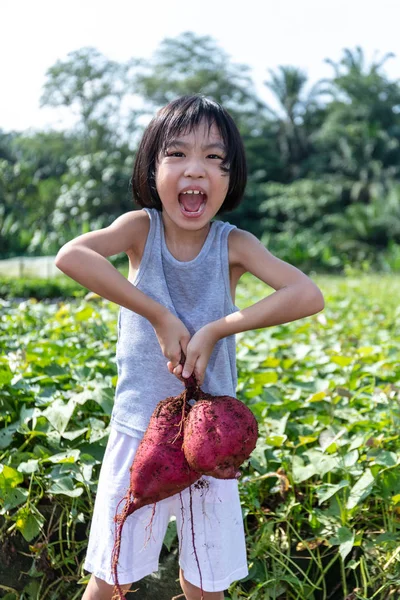 Menina chinesa asiática segurando batata roxa na fazenda orgânica — Fotografia de Stock