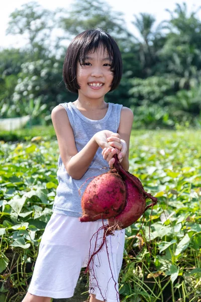 Asiática china niña sosteniendo la patata púrpura en granja orgánica — Foto de Stock