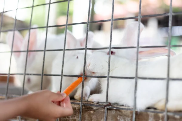 Kinderhände füttern Kaninchen mit Karotte — Stockfoto