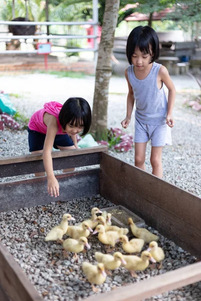 Asiático pouco chinês irmãs alimentando patos — Fotografia de Stock