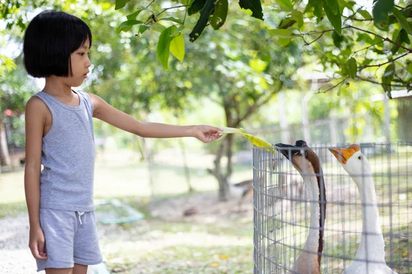Asiático pouco chinês menina alimentando ganso — Fotografia de Stock