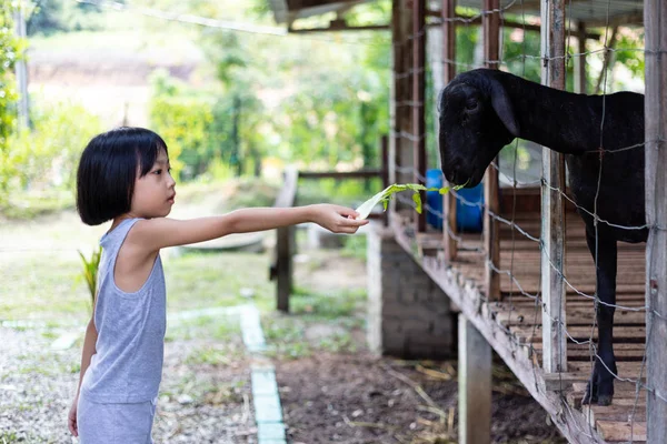 Asiático pouco chinês menina alimentando cabra — Fotografia de Stock