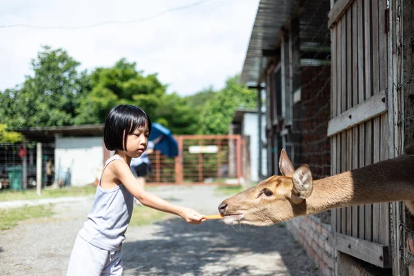 아시아 의 작은 중국 소녀 먹이 사슴 와 당근 — 스톡 사진