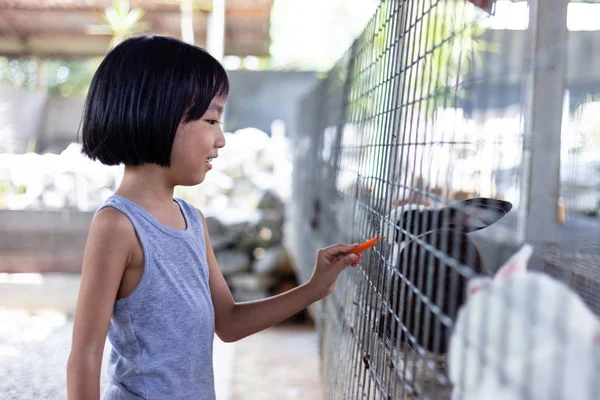 Asiatische kleine chinesische Mädchen Fütterung Kaninchen mit Karotte — Stockfoto