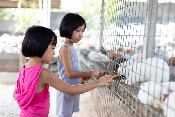 Asiática pequenas irmãs chinesas alimentando coelhos com cenoura — Fotografia de Stock