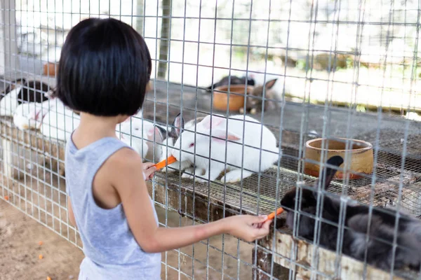 Aziatische weinig Chinees meisje voeden konijnen met wortel Rechtenvrije Stockafbeeldingen