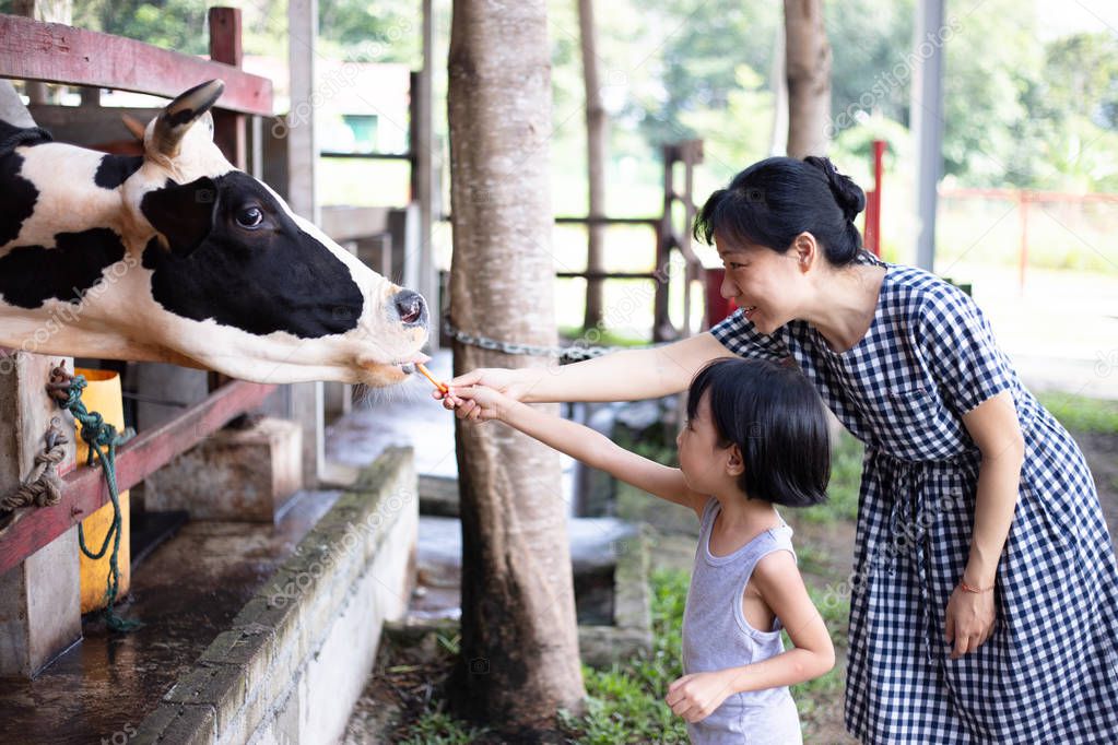 Asian Little Chinese Girl and mother feeding a cow with Carrot