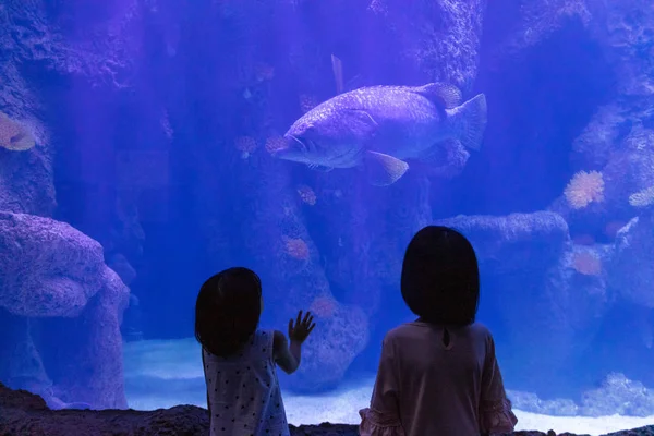 Asiático Little Chinese Sisters assistindo peixes — Fotografia de Stock