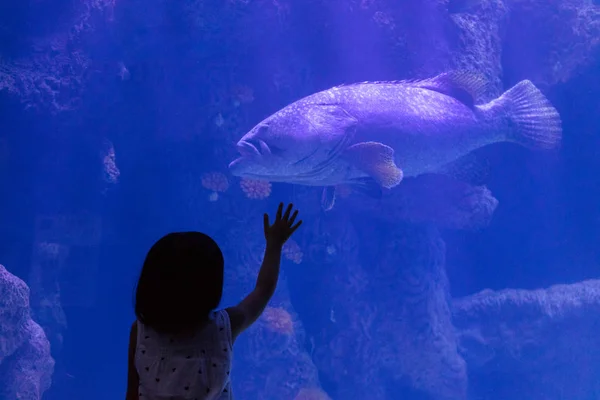 Asiático pouco chinês menina assistindo peixes — Fotografia de Stock