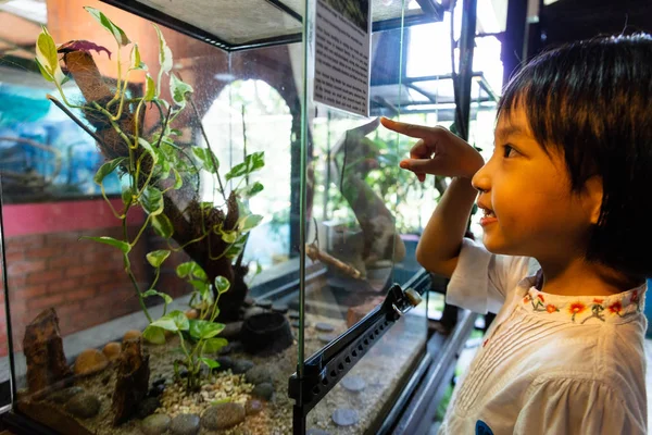 Asya Küçük Çinli Kız böcekler izliyor — Stok fotoğraf