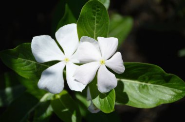 Beyaz Vinca çiçekleri, üst manzara