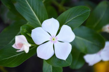 Beyaz Vinca çiçeği, üst manzara.