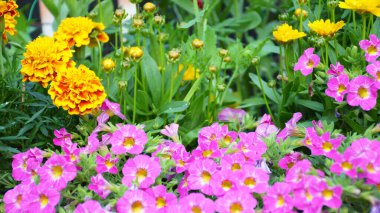 Bahçede büyüyen çiçekler