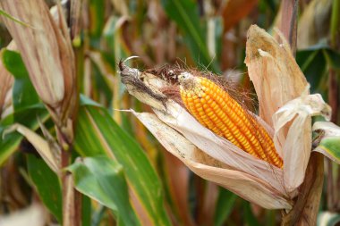 Mısır tarlasında mısır koçanı hasat zamanı