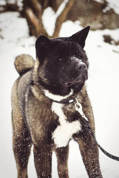 Alaskan Malamute Σκούρο Χρώμα Στο Φυσικό Περιβάλλον Περπάτημα Στο Χιόνι — Φωτογραφία Αρχείου