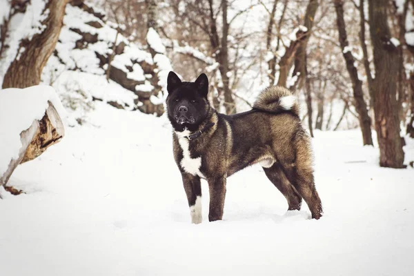 Alaskan Malamute Dark Color Natural Environment Walking Snow — Stock Photo, Image