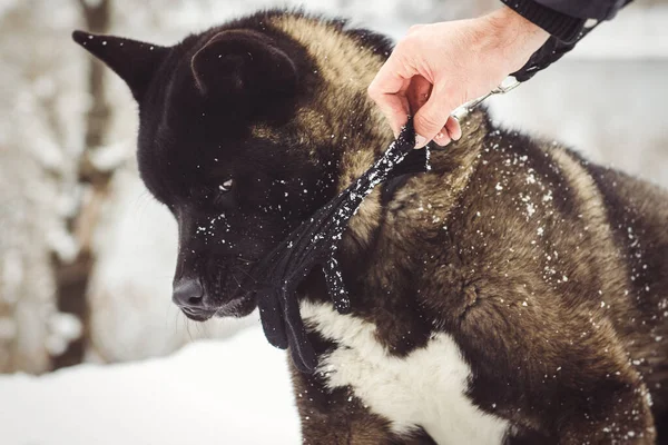 Alaskan Malamute Σκούρο Χρώμα Στο Φυσικό Περιβάλλον Περπάτημα Στο Χιόνι — Φωτογραφία Αρχείου