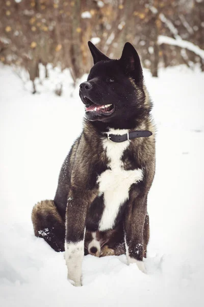 Alaskan Malamute Σκούρο Χρώμα Στο Φυσικό Περιβάλλον Περπάτημα Στο Χιόνι — Φωτογραφία Αρχείου