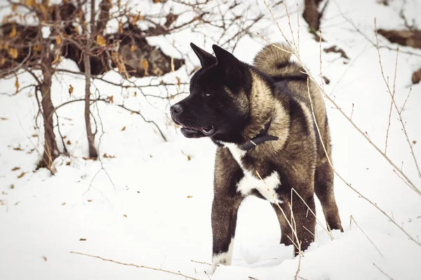 Alaskan Malamute Σκούρο Χρώμα Στο Φυσικό Περιβάλλον Περπάτημα Στο Χιόνι — Φωτογραφία Αρχείου