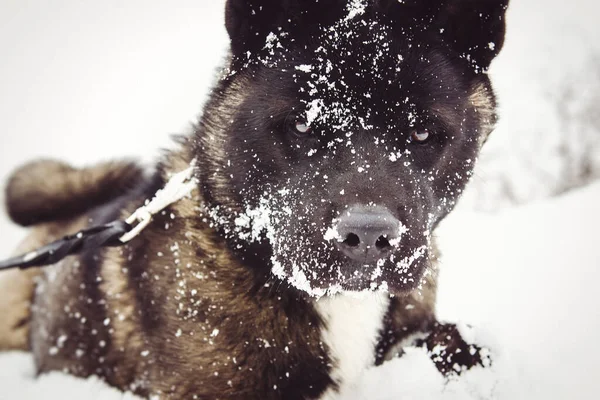Alaskan Malamute Σκούρο Χρώμα Στο Φυσικό Περιβάλλον Περπάτημα Στο Χιόνι — Φωτογραφία Αρχείου