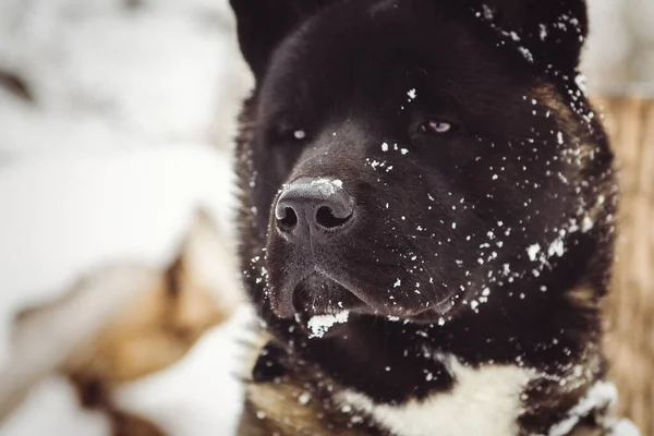 Alaskan Malamute Σκούρο Χρώμα Στο Φυσικό Περιβάλλον Περπάτημα Στο Χιόνι — Φωτογραφία Αρχείου