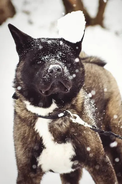 Alaskan Malamute Σκούρο Χρώμα Στο Φυσικό Περιβάλλον Περπάτημα Στο Χιόνι — Φωτογραφία Αρχείου