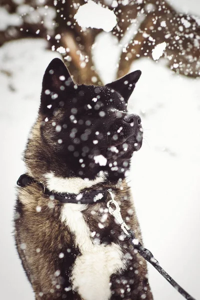Alaskan Malamute Dark Color Natural Environment Walking Snow — Stock Photo, Image