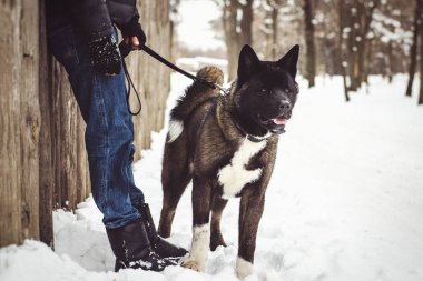 Alaska Malamute 'nin doğal ortamının koyu rengi karda yürüyor.