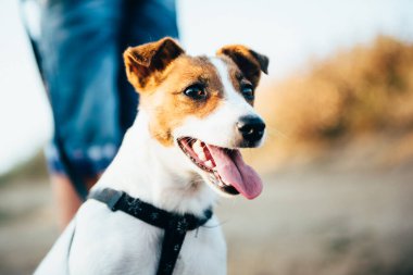 Jack Russell Terrier 'ın küçük bir köpeği sahipleriyle yürüyüşe çıkmış.