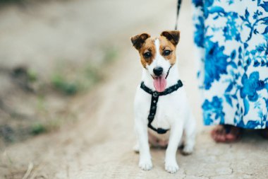 Jack Russell Terrier 'ın küçük bir köpeği sahipleriyle yürüyüşe çıkmış.