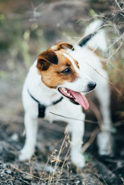 Jack Russell Terrier 'ın küçük bir köpeği sahipleriyle yürüyüşe çıkmış.